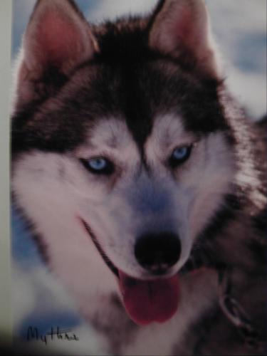 c'est un chien loues